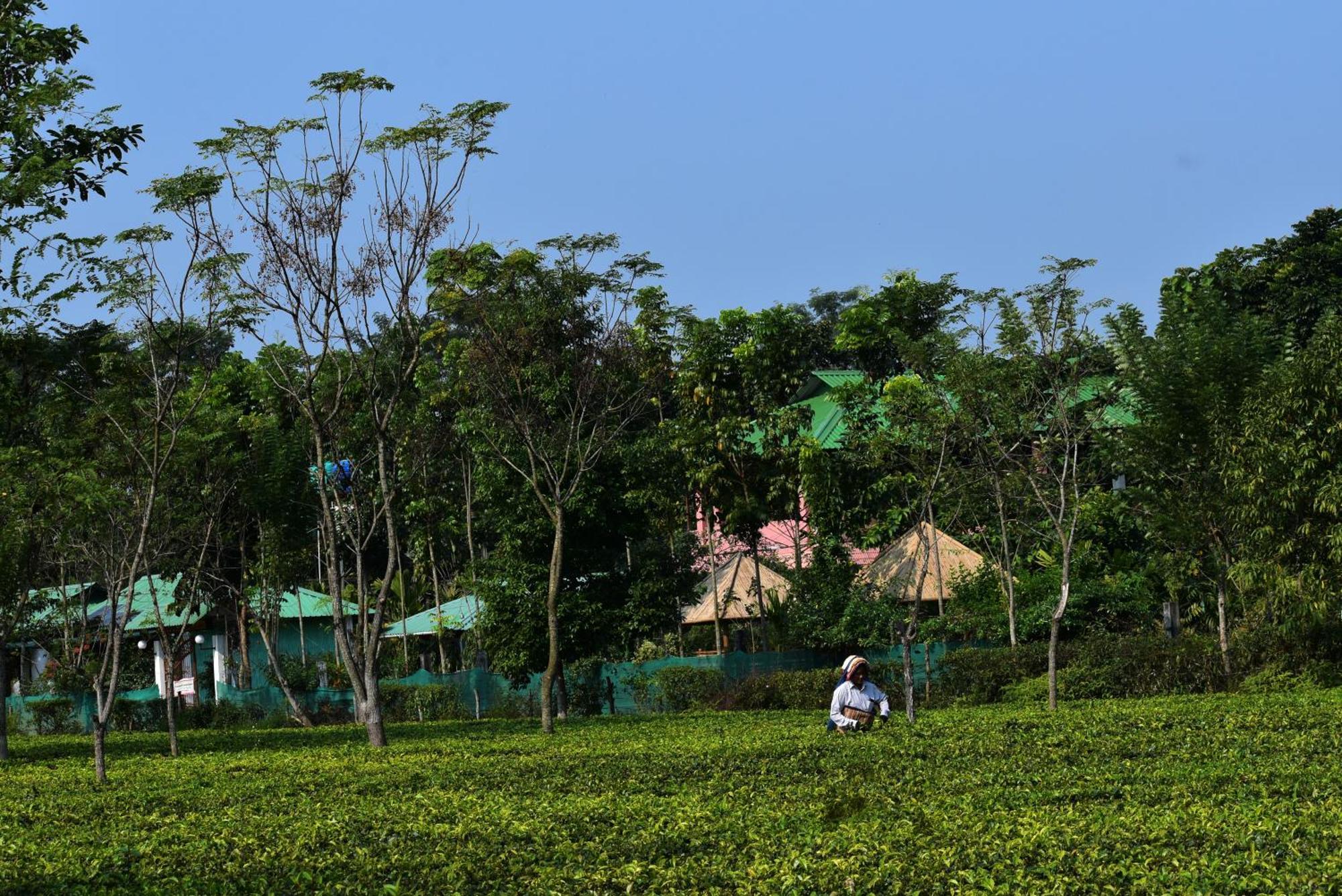 Grasshopper Jungle Queen Resort Chalsa Экстерьер фото
